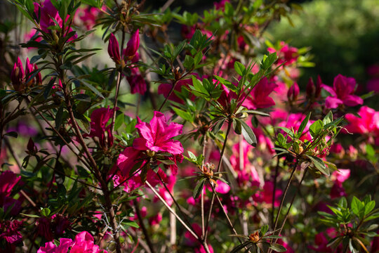 Pink Azalea Flowers with Green Leaves