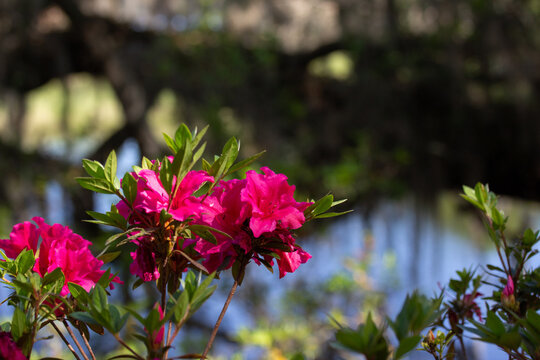 Closer of Bright Pink Azalea Flowers