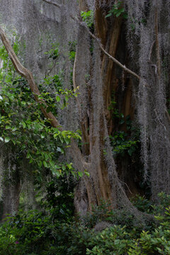 Tree with Green Leaves and Spanish Moss