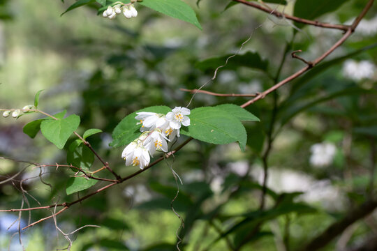 Cluster of Small White Flowers with Green Leaves