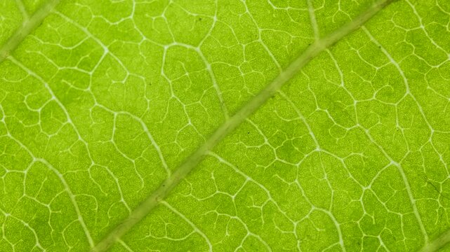 Cell Structure View of Leaf Surface Showing Plant Cells For Education. Green Leaves of Plant or Tree With Texture and Pattern Close Up. Closeup Green Leaf Texture Organic Plant and Leaf's Vein Nature.