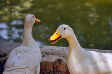 Fototapeta premium Two White Ducks by a Pond in Natural Daylight