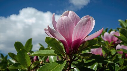 Obraz premium The image of a pink magnolia flower with green leaves against a blue sky with white clouds.