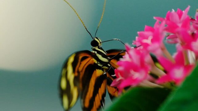 Macro Video of Heliconius Ismenius Butterfly. Beautiful Heliconius Ismenius Feeding on Nectar. Close Up of Heliconius Ismenius Butterfly in Nature.