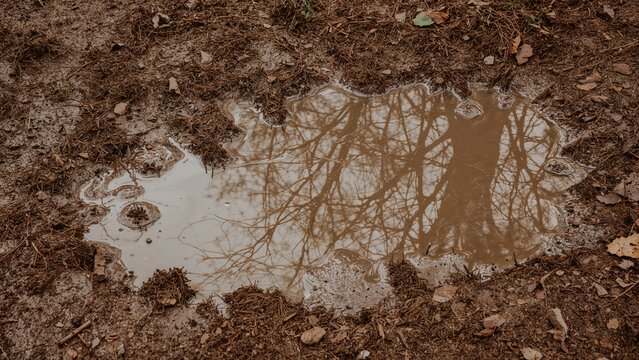 Puddle on muddy ground reflecting tree branches and sky. Nature scene, outdoors, muddy terrain. The concept of reflection and nature.