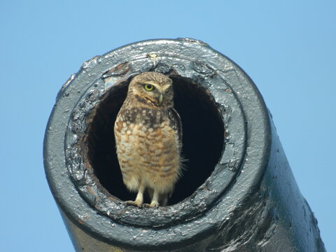 Burrowing owl nesting inside the barrel of an old historic cannon
