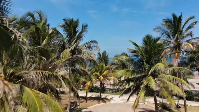 Tropical path through palm trees leading to a blue ocean beach