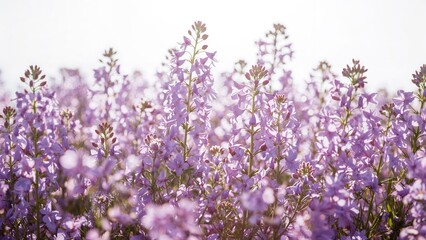 Fototapeta premium Purple flowers in a field with sunlight, serene and vibrant, highlighting the beauty of nature's blooming plants.