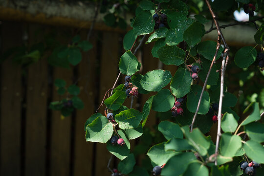Serviceberry berries clinging to green leaves in a home garden setting  