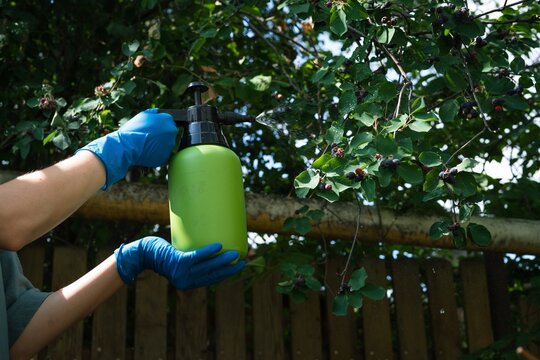 Hand holding green pressure spray bottle treating serviceberry shrub against insects  