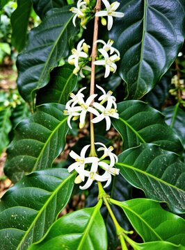 Close up view of blooming white coffee flowers on green plant branch. Delicate aromatic blossoms grow on trees at organic farm. Tropical botany nature garden during spring harvest season. Fresh