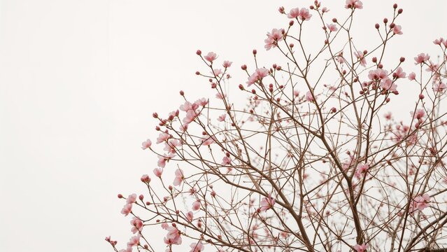 A tree with pink blossoms against a plain light background.