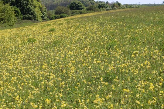 Yellow primrose flowers dominate a field on a hill in Oldbridge, County Meath, Ireland