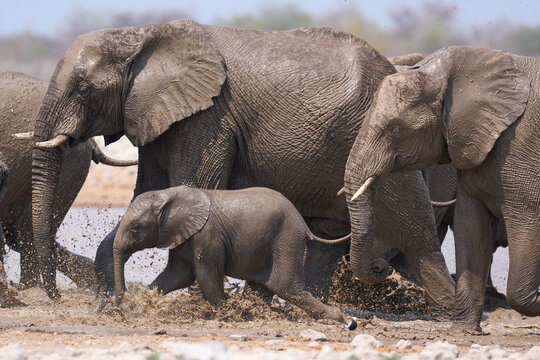 Herd of African Elephant (Loxodonta africana) at a waterhole in Etosha National Park in Namibia