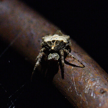 Spider on pole