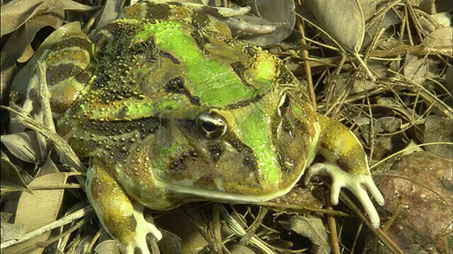 Close-up of a large, camouflaged frog resting amongst dry leaves and twigs