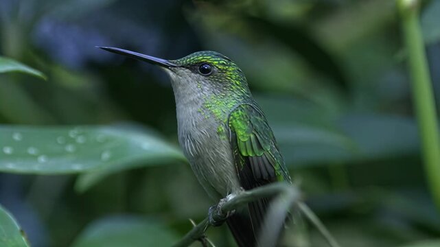 Tiny hummingbird perched on a branch amidst lush green foliage