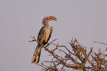 Yellow-billed Hornbill (Tockus leucomelas) perched on a branch in Etosha National Park, Namibia. © JeremyRichards