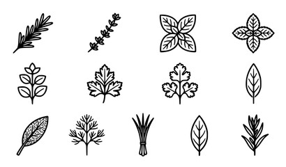 Generic cooking herbs vector icon set with simple bold line art classic complete unbranded rosemary thyme basil mint botanical spices clip art black and white © Mdsahag