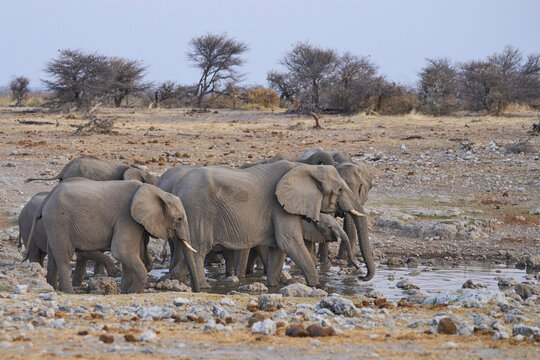 Herd of African Elephant (Loxodonta africana) at a waterhole in Etosha National Park in Namibia
