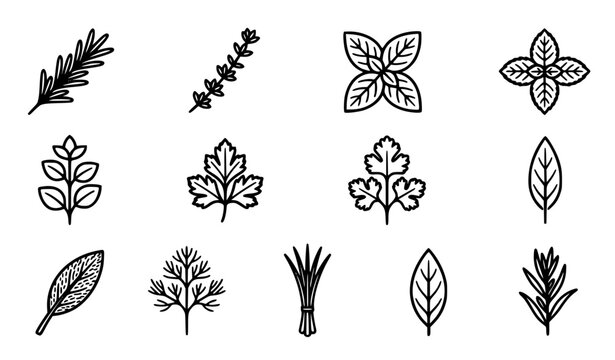 Generic cooking herbs vector icon set with simple bold line art classic complete unbranded rosemary thyme basil mint botanical spices clip art black and white