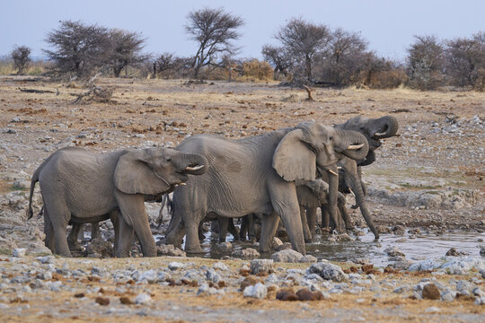 Herd of African Elephant (Loxodonta africana) at a waterhole in Etosha National Park in Namibia