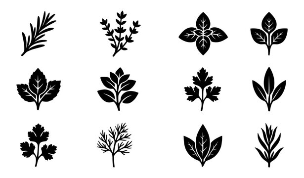 Modern abstract generic cooking herbs symbol vector clipart set with minimalist clean outline unbranded botanical brand rosemary thyme basil monogram and cosmic spice logo graphics black and white