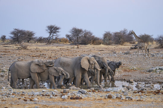 Herd of African Elephant (Loxodonta africana) at a waterhole in Etosha National Park in Namibia