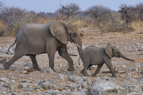 Herd of African Elephant (Loxodonta africana) at a waterhole in Etosha National Park in Namibia