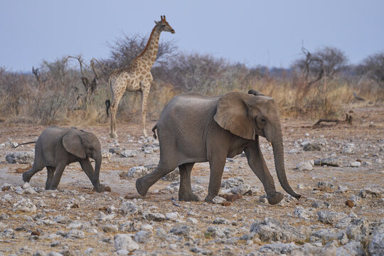 Herd of African Elephant (Loxodonta africana) at a waterhole in Etosha National Park in Namibia