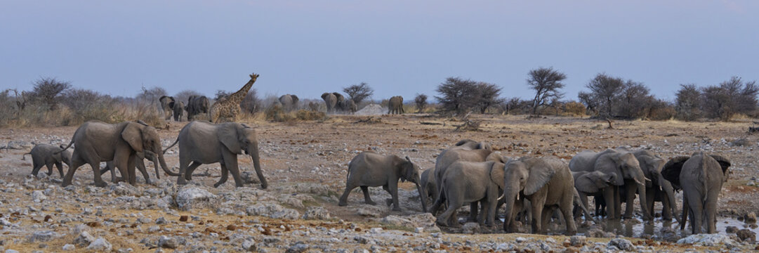 Herd of African Elephant (Loxodonta africana) at a waterhole in Etosha National Park in Namibia