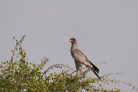 Pale Chanting Goshawk (Melierax canorus) perched in a tree in Etosha National Park, Namibia