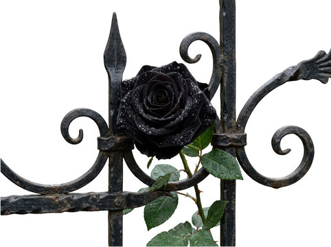 A single black rose with water drops on an iron fence isolated on transparent background. Romance concept.