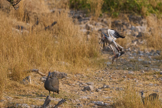 Pale Chanting Goshawk (Melierax canorus) hunting a dove in Etosha National Park, Namibia