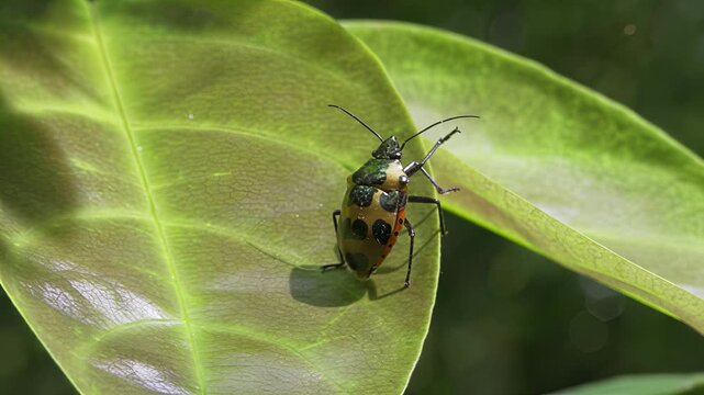 Close-up of a colorful beetle resting on a vibrant green leaf in nature