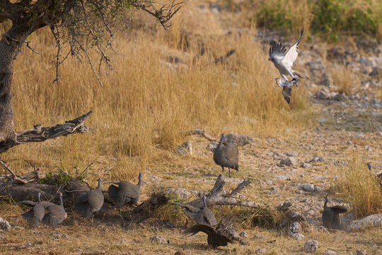 Pale Chanting Goshawk (Melierax canorus) hunting a dove in Etosha National Park, Namibia
