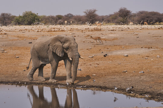 Bull African Elephant (Loxodonta africana) approaching a waterhole in Etosha National Park, Namibia