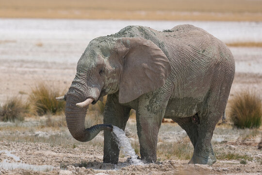 Bull African elephant (Loxodonta africana) having a mud bath in Etosha National Park in Namibia