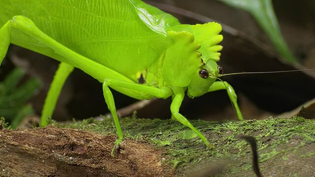 Extreme close-up of a vibrant green katydid perched on mossy bark
