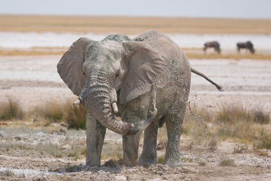 Bull African elephant (Loxodonta africana) having a mud bath in Etosha National Park in Namibia