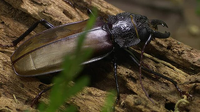 Close-up of a large stag beetle with prominent mandibles on weathered wood