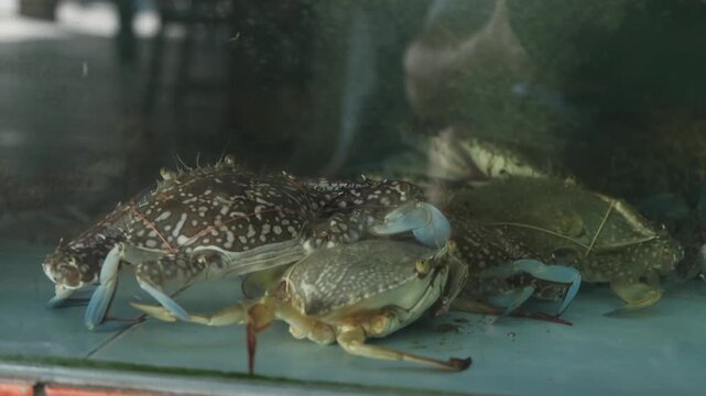 Fresh mud crabs for sale at a seafood restaurant in Thailand