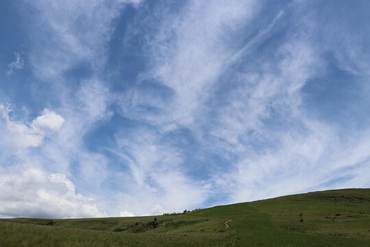 Tall grass beneath sweeping clouds in an open landscape