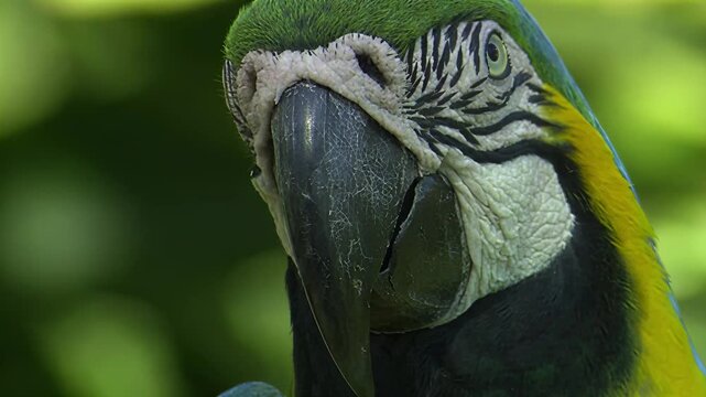 Close-up portrait of a vibrant blue and yellow macaw parrot in lush green foliage
