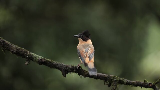 A Rufous Sibia on a mossy branch