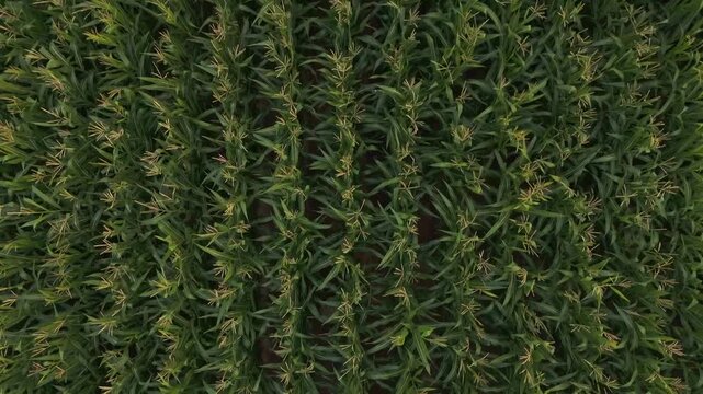 bird's eye view of a cornfield in summer.