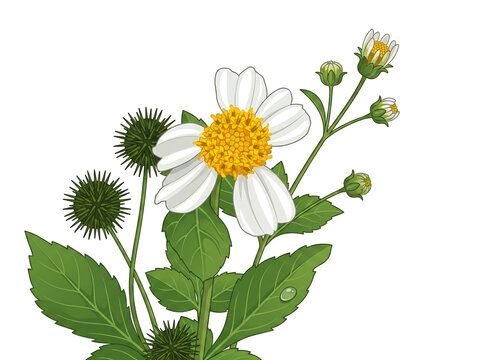 Spanish needle plant Bidens pilosa vector illustration with white flower, green leaves, and spiky seed heads isolated