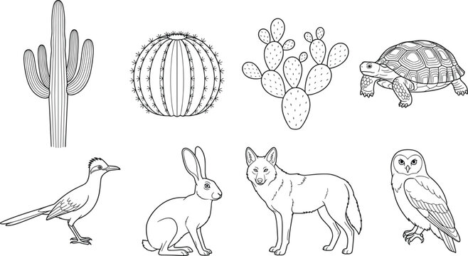 Collection of desert flora and fauna line art illustrations featuring cacti and wild animals for educational designs