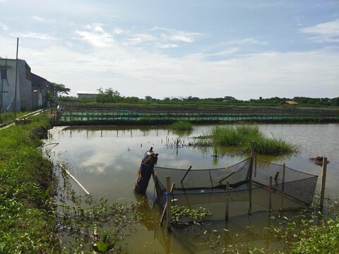 Traditional fish farming pond with net cage and wooden fence under clear blue sky