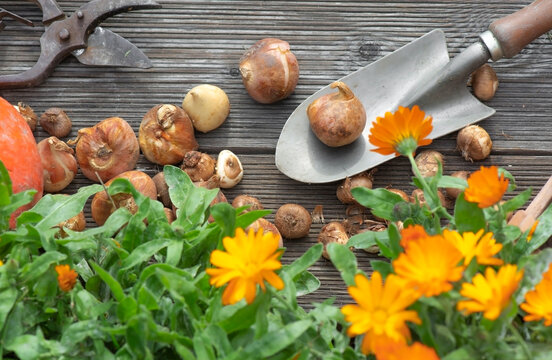 view directly above on plant bulbs on  small shovel and with marigold flowers on a plank in autumn; Autumnal gardening